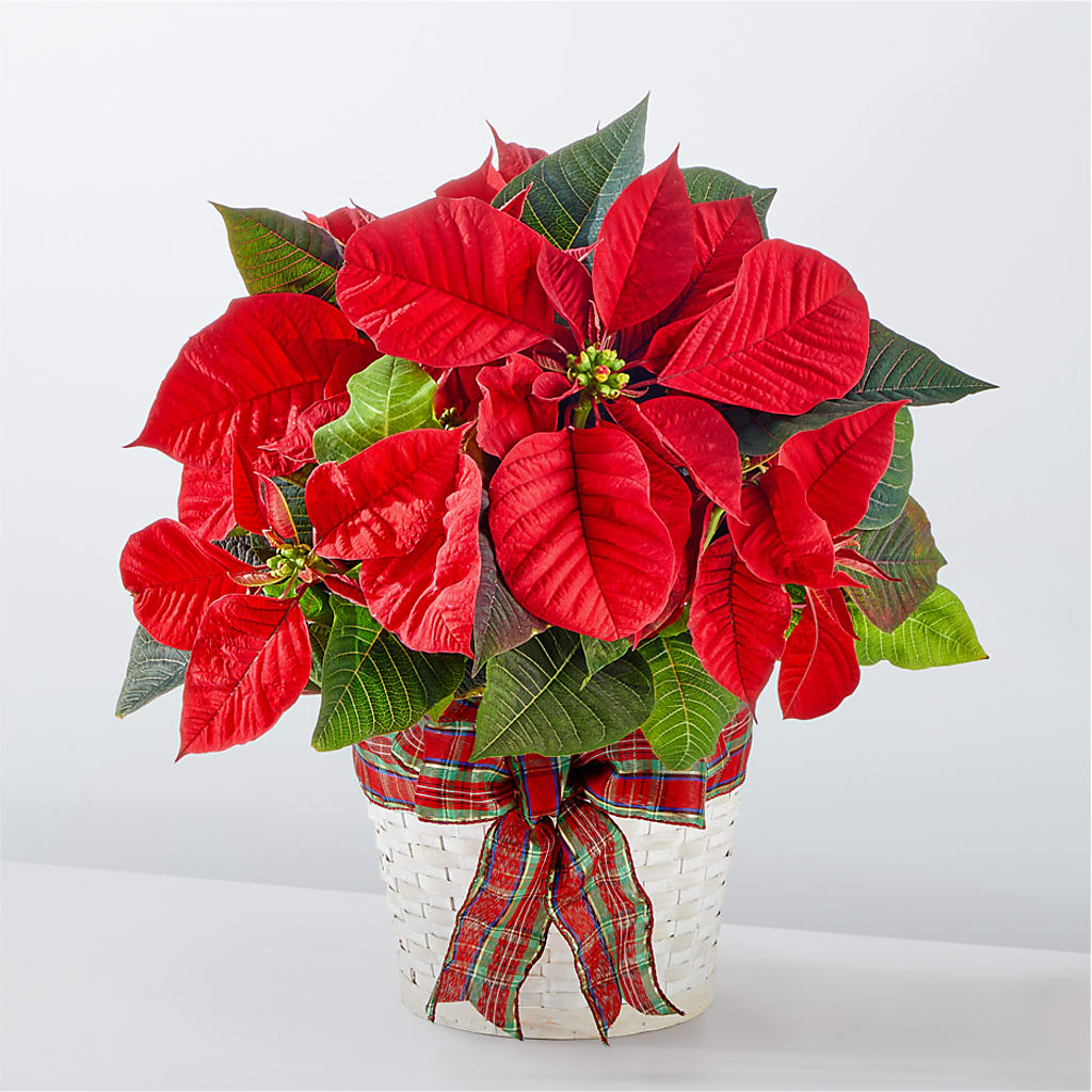 Happiest Holidays Poinsettia – Flowers Of Naples, Naples FL