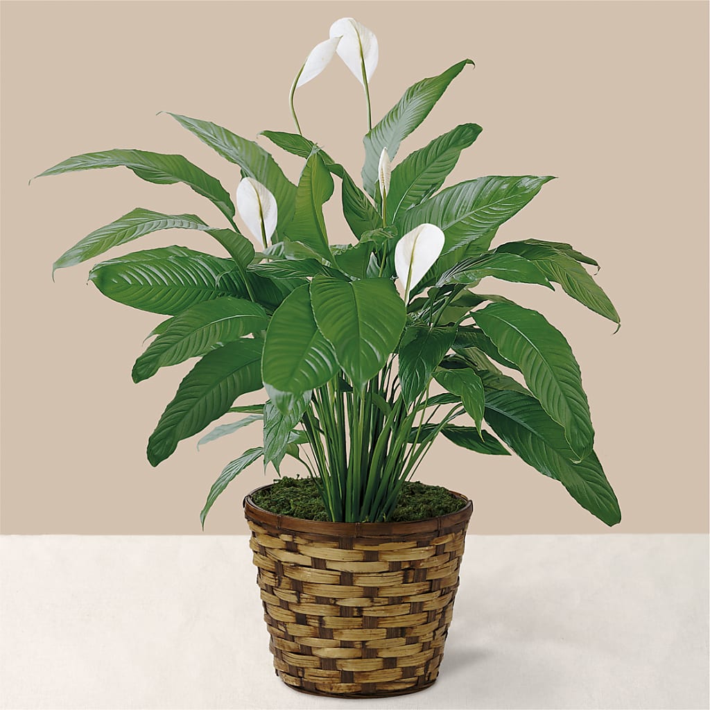 Tranquil Moments Peace Lily Plant – Flowers Of Naples, Naples FL