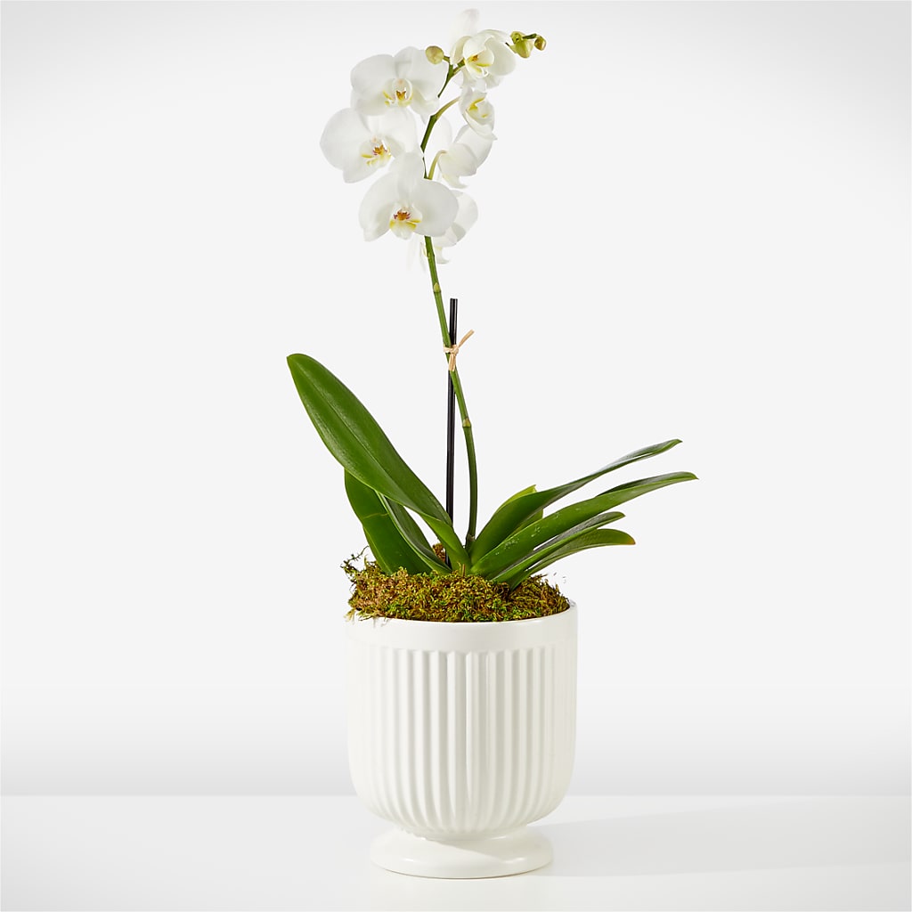 Whispering White Orchid – Flowers Of Naples, Naples FL