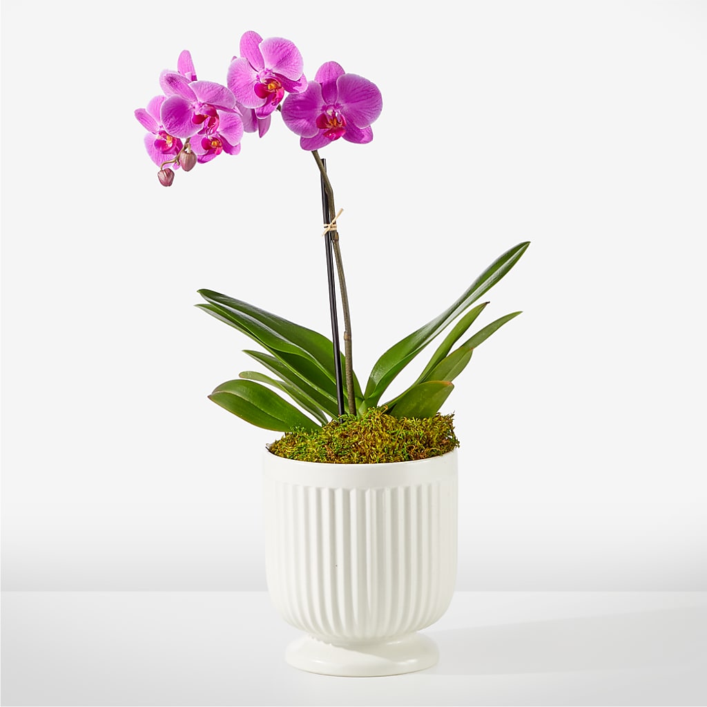 Friendly Fuchsia Orchid – Flowers Of Naples, Naples FL