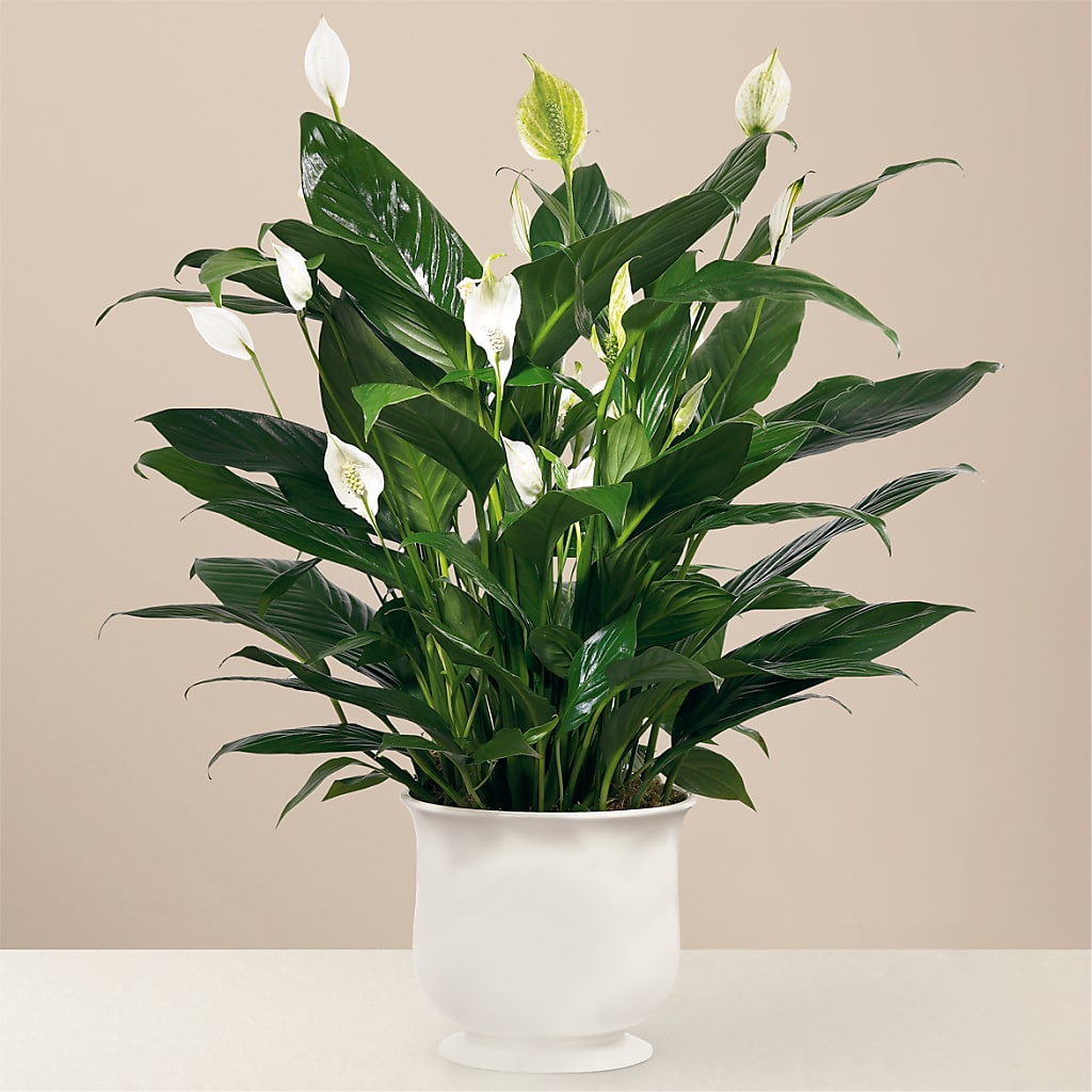 Comfort Planter – Flowers Of Naples, Naples FL