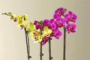 Bicolor Orchid Garden