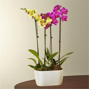 Bicolor Orchid Garden