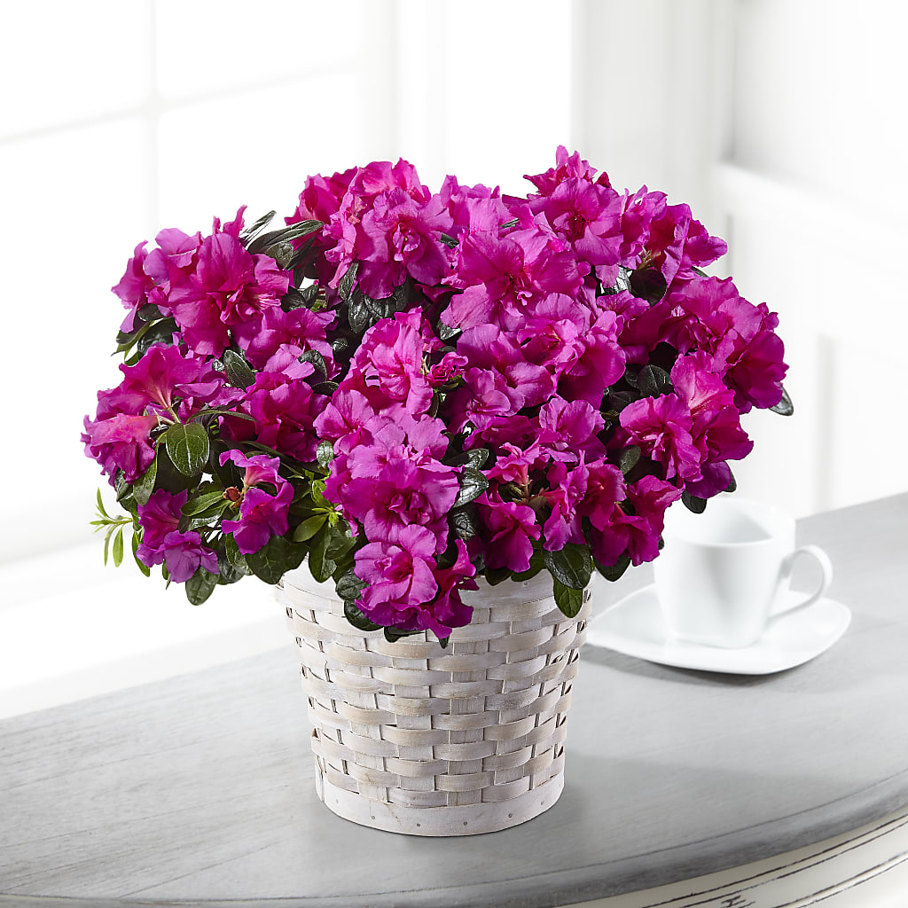 Hope & Serenity Azalea Plant – Flowers Of Naples, Naples FL