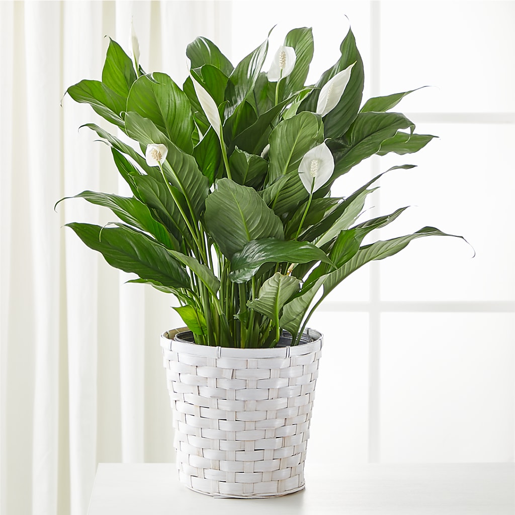 A New Leaf Peace Lily – Flowers Of Naples, Naples FL