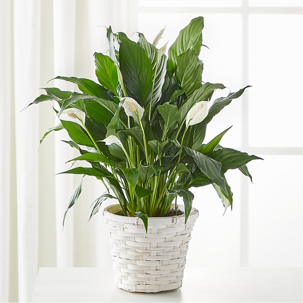A New Leaf Peace Lily – Flowers Of Naples, Naples FL