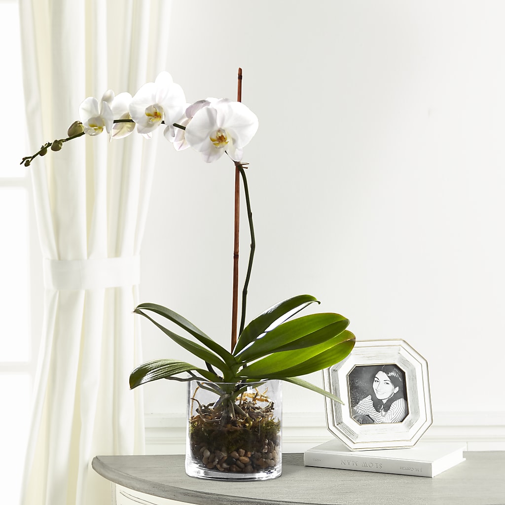 White Orchid Planter – Flowers Of Naples, Naples FL