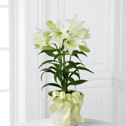 Easter Lily Plant –  Flowers Of Naples, Naples FL
