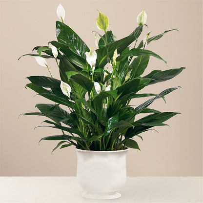 Comfort Planter –  Flowers Of Naples, Naples FL