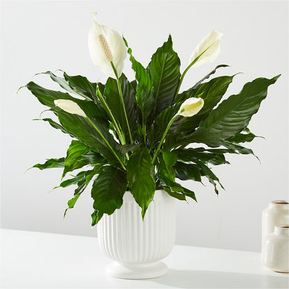 Comfort Planter –  Flowers Of Naples, Naples FL