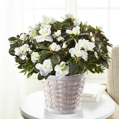 White Azalea Plant –  Flowers Of Naples, Naples FL
