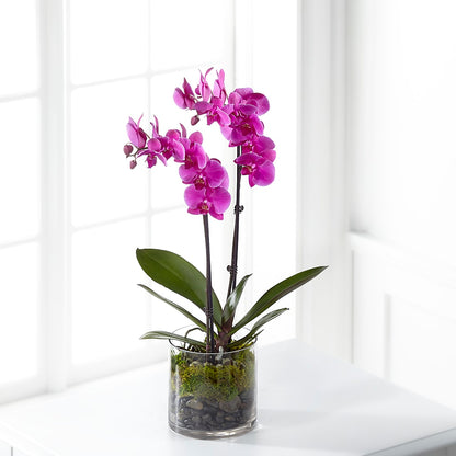 Pink Orchid Plant –  Flowers Of Naples, Naples FL