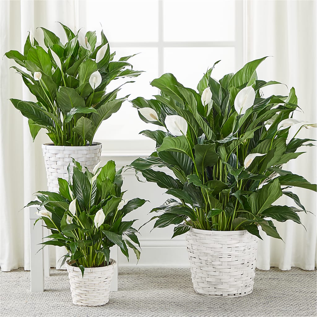 A New Leaf Peace Lily –  Flowers Of Naples, Naples FL