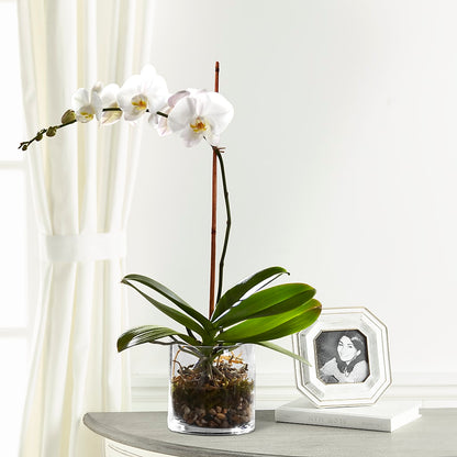 White Orchid Planter –  Flowers Of Naples, Naples FL
