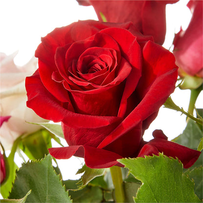 Love Notes Rose Bouquet –  Flowers Of Naples, Naples FL